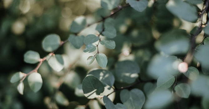 ACL Longevity Testing